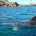 È stato avvistato intorno alle dieci del mattino, in prossimità dell’Isola di Razzoli, da un dipendente dell’Ente Parco un delfino in evidente stato di difficoltà. La sorpresa […]