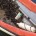 DIREZIONE MARITTIMA DI OLBIA GUARDIA COSTIERA La Capitaneria di porto di Olbia sequestra 150 kg di molluschi bivalvi. Nella mattinata del 18 giugno personale della Capitaneria di […]
