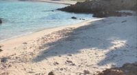 Venerdì scorso un amico ligure mi ha inviato questa foto della Spiaggia Rosa di Budelli, dove sono evidenti le orme di umani. Secondo il nostro parere sono […]