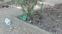 Sono numerose le richieste di intervento per i giardini pubblici di Due Strade. Ricordo a coloro che mandano le foto su messenger che Liberissimo ha la sua [&hellip;]