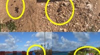 Nei giorni scorsi abbiamo ricevuto molte segnalazioni riguardanti Cala Balbiano, da poco aperta a alcuni diportisti ma sfruttata da proprietari di cani. Segnalazione Dopo la riapertura al [&hellip;]