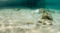 Siamo mesi che denunciamo la grave situazione dei rifiuti abbandonati a Spalmatore ma i tutti hanno fatto finta di non vedere. Le persone preposte, pagate dai cittadini [&hellip;]