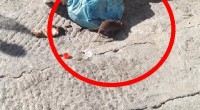 Buongiorno caro!!! Siamo proprio un paese di incivili!!! Via Agostino Millelire, ora, (prima del curvone.) !! Con ospite a pranzo!!! Non parliamo poi dei grossi ratti in [&hellip;]