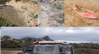 Le segnalazioni dei cittadini e di Liberissimo hanno permesso l’intervento di alcuni dipendenti dell’Ente Parco per rimuovere due imbarcazioni sulla spiaggia del Cardellino e nella Cala di [&hellip;]
